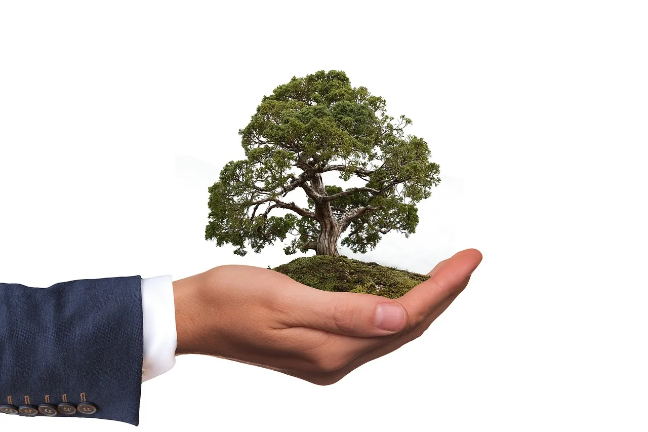 How to protect a bonsai tree from frost overnight