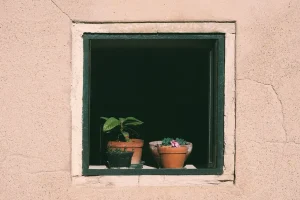 How to Protect Houseplants on a Cold Windowsill