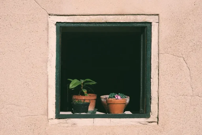 Houseplants on a cold windowsill, with one plant buffered from the glass in a winter apartment