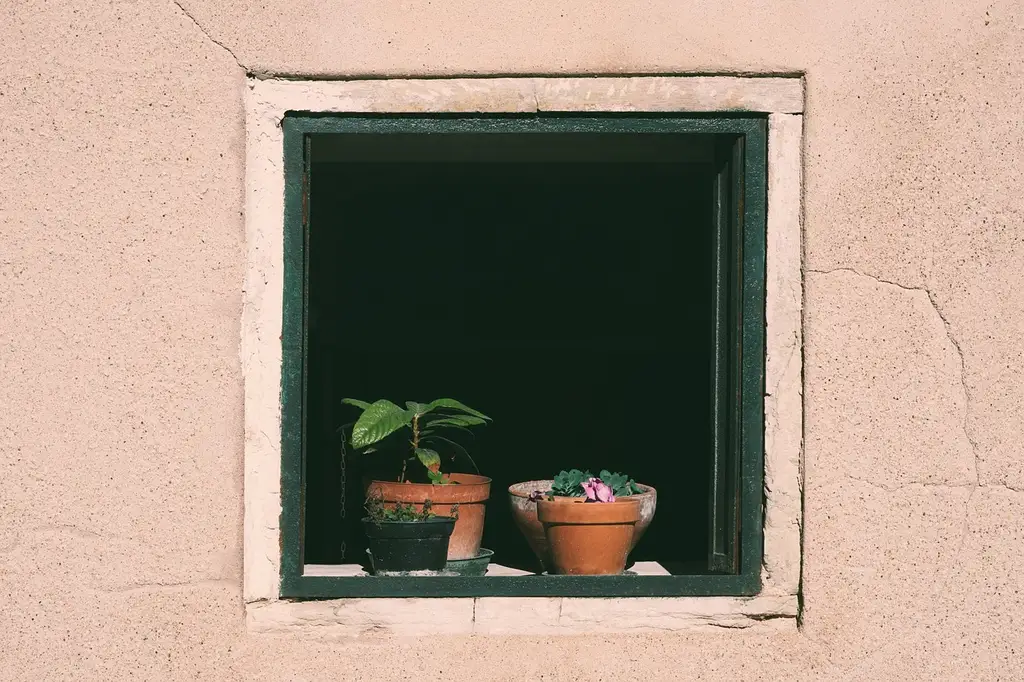 Houseplants on a cold windowsill, with one plant buffered from the glass in a winter apartment