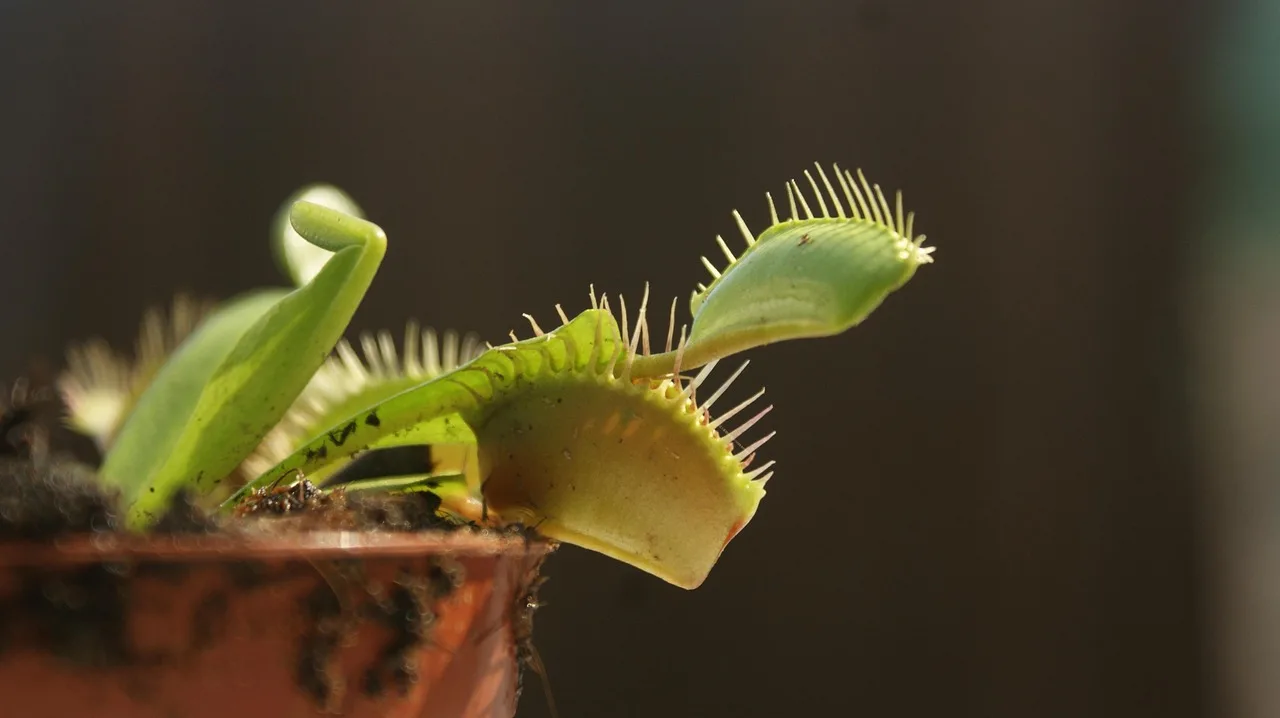 How to protect houseplants on a cold windowsill overnight