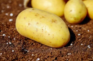 How to Protect Vegetables From Deer, Rabbits, and Birds