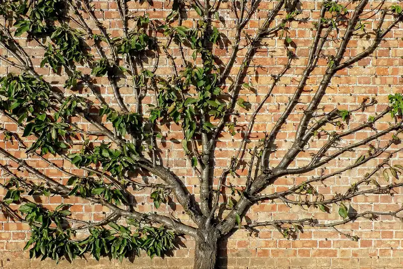 Why pruning helps growth, and when it can slow a plant down