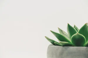 How to Quarantine New Houseplants to Prevent Pests