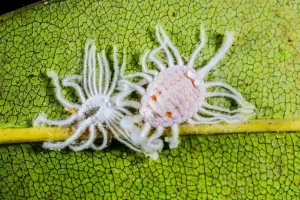 How to Remove Scale Insects From Houseplants
