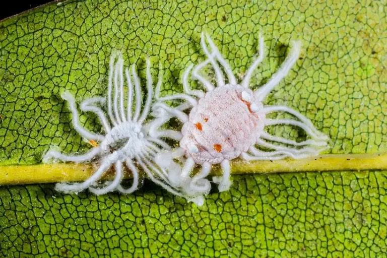 A person inspects a houseplant for scale insects near a sunny window.