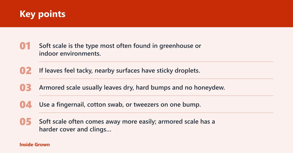 Key points: How do you know if it is soft scale or armored scale?