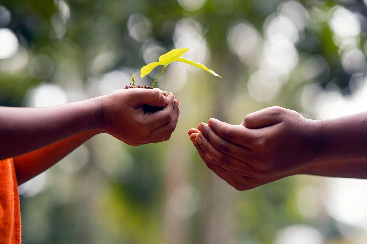 How to help a dying plant without making it worse