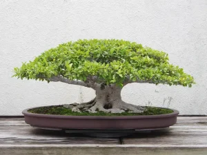 How to Revive a Stressed Bonsai Tree Step by Step