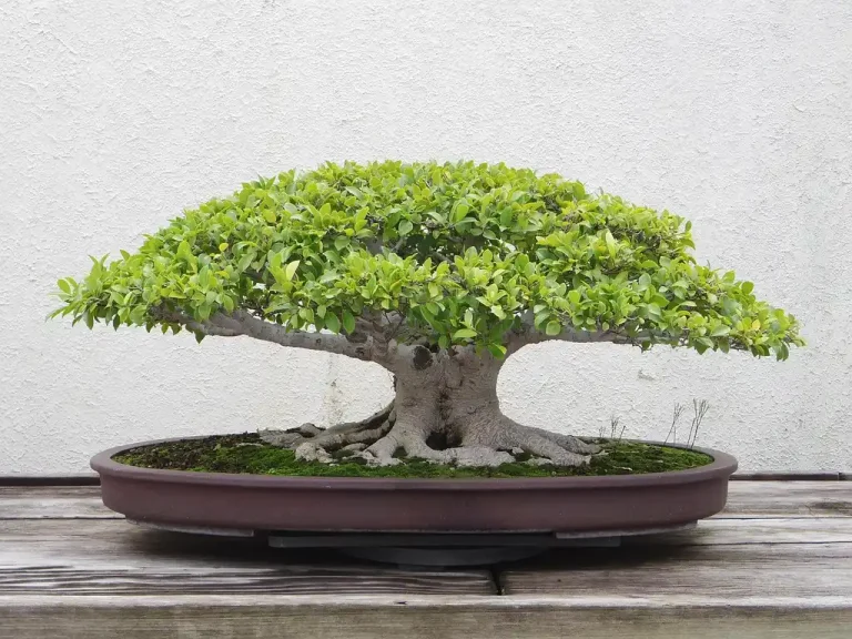 Stressed bonsai tree on a worktable with tools and a gardener checking the soil