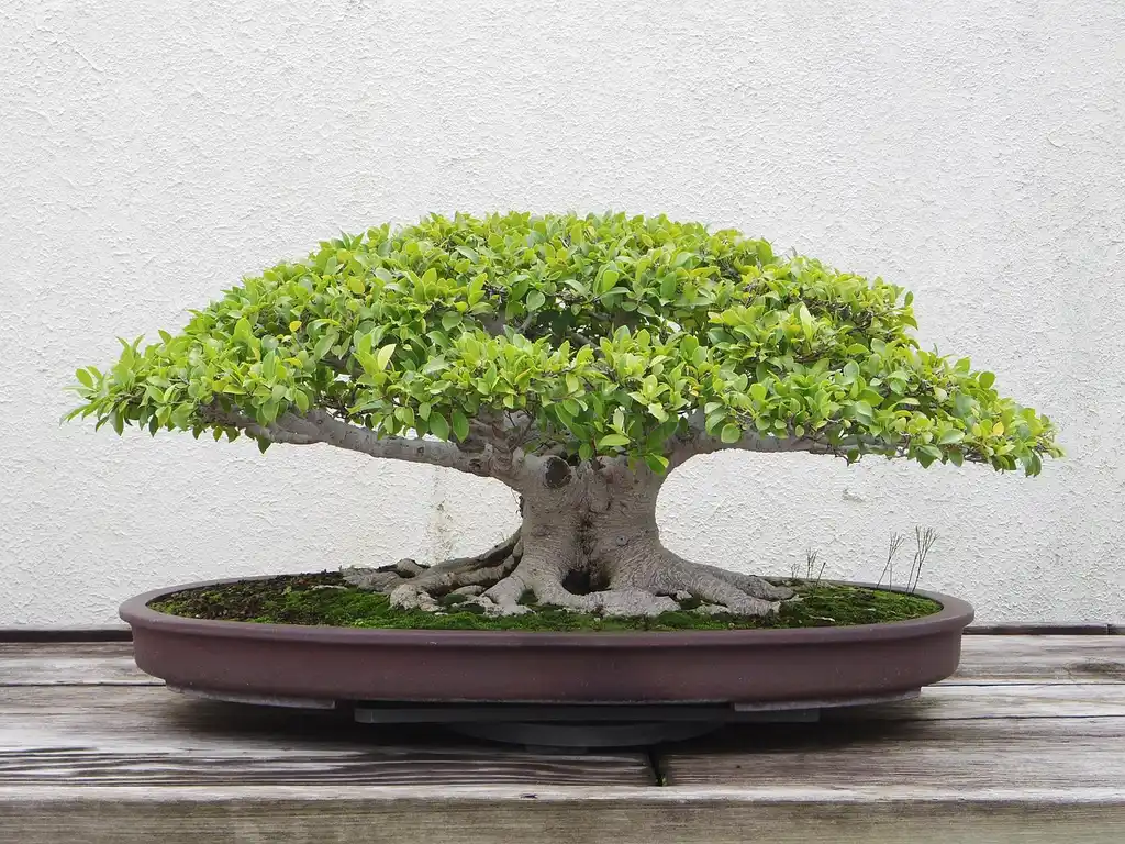 Stressed bonsai tree on a worktable with tools and a gardener checking the soil