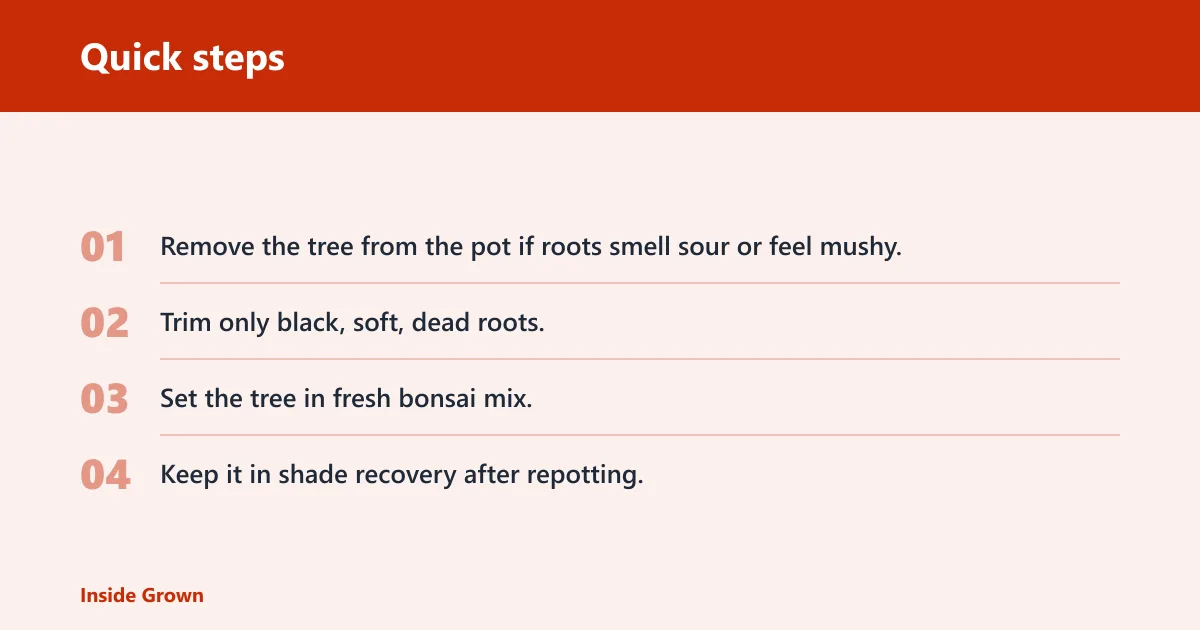 Quick steps: Check roots and repot if needed