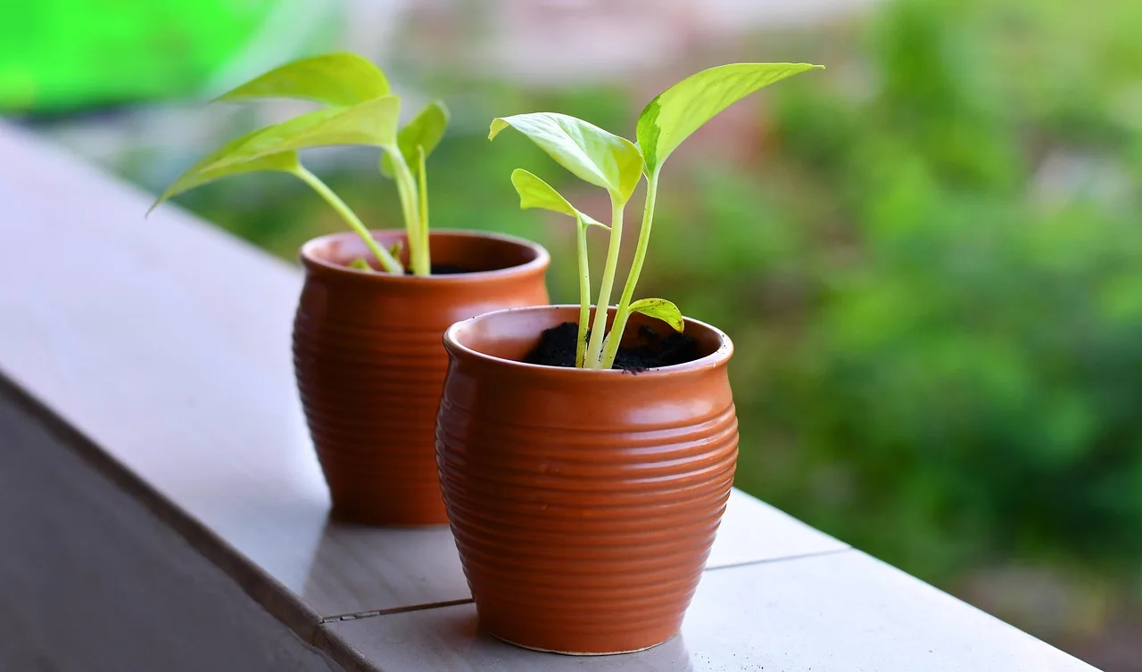 How do you reset watering after transplanting?