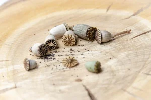 How to Sow Tiny Seeds Evenly Without Overcrowding
