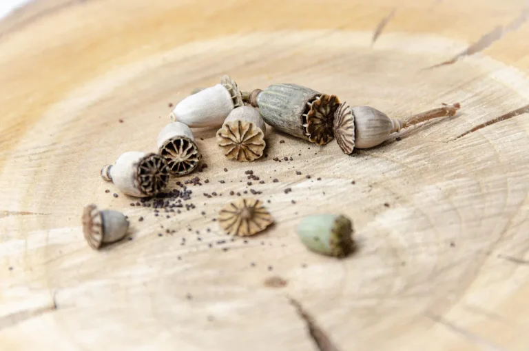 Gardener tap-sowing tiny seeds over a seed tray with a paper packet and fine potting mix.