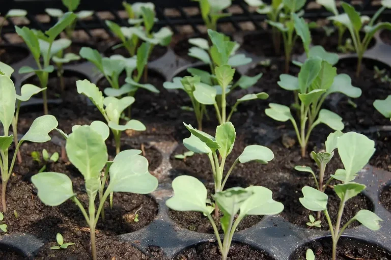 Indoor winter herb seed-starting setup with seed trays, grow light, and gardening supplies by a window