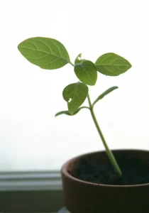 How to Start Seeds Indoors Without Grow Lights: Window Guide