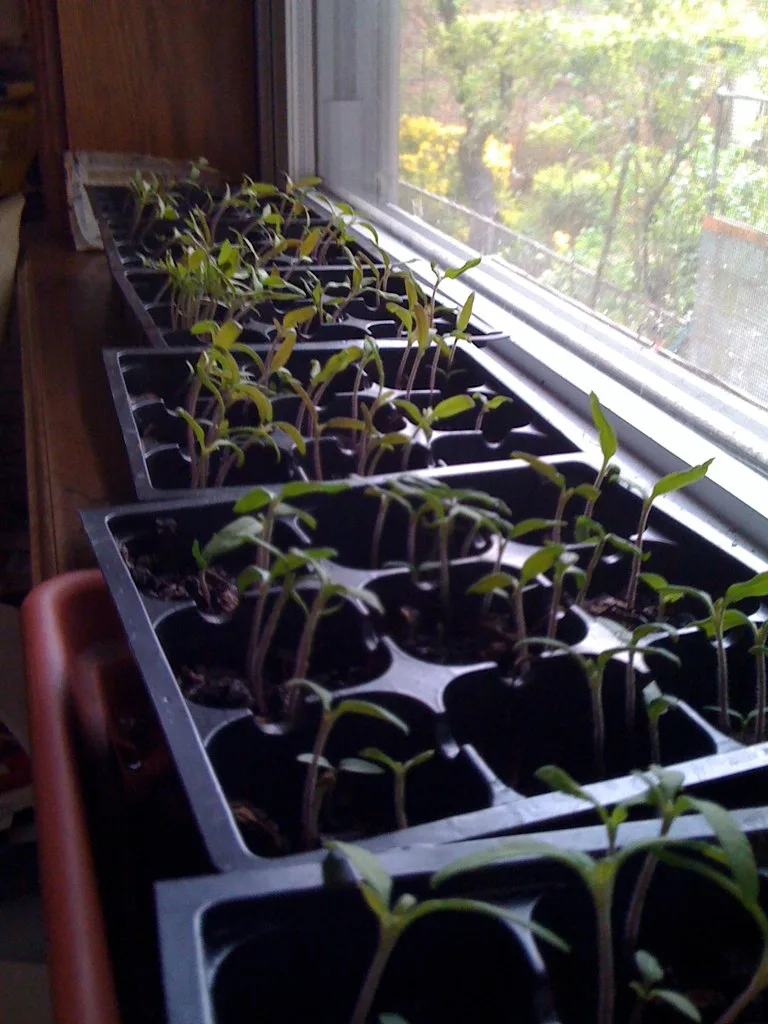 Leggy seedlings lean toward window light in a close-up seed tray setup.