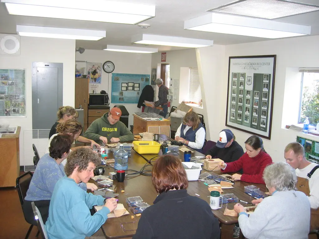 Hands sealing seeds in a moist baggie for cold stratification on a tabletop.