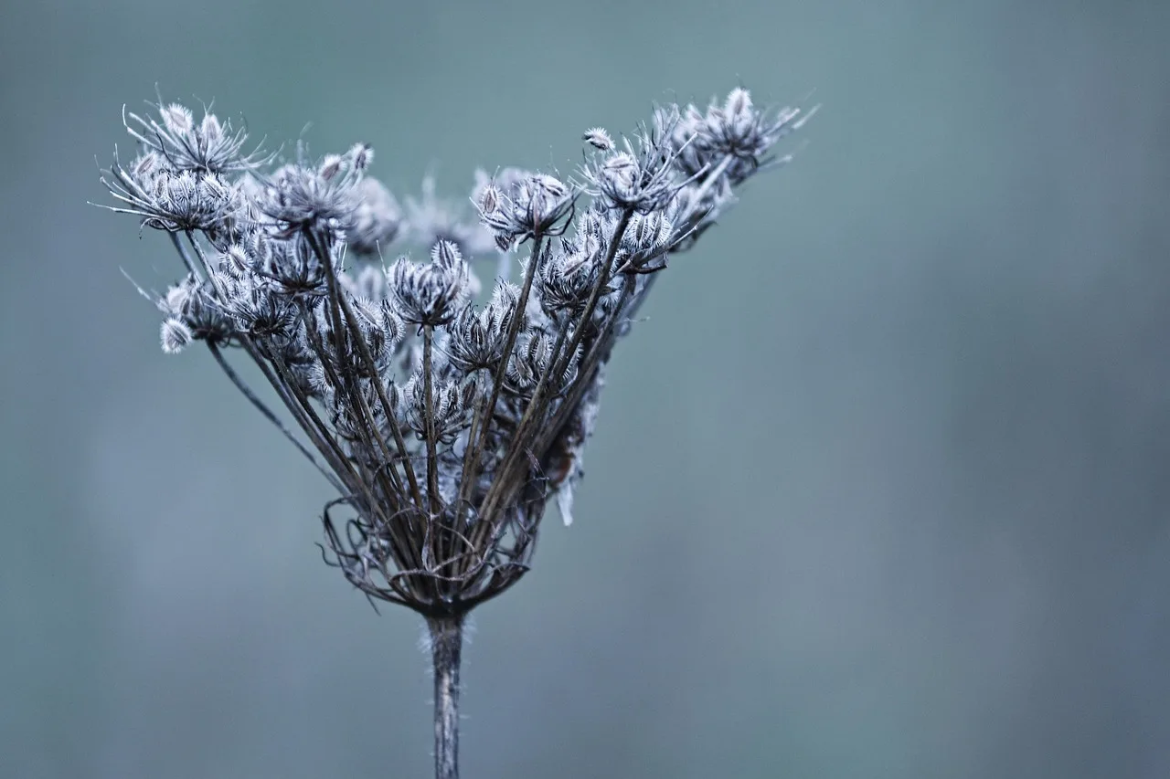 What is cold stratifying seeds