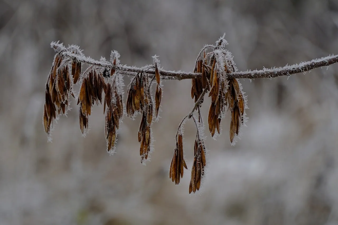 How long do seeds need cold treatment