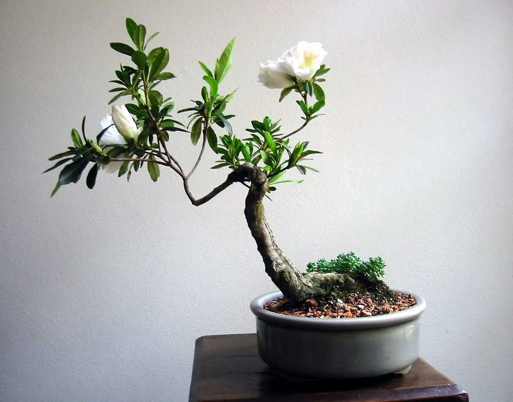 Close-up of a dense root ball being loosened from a nursery pot