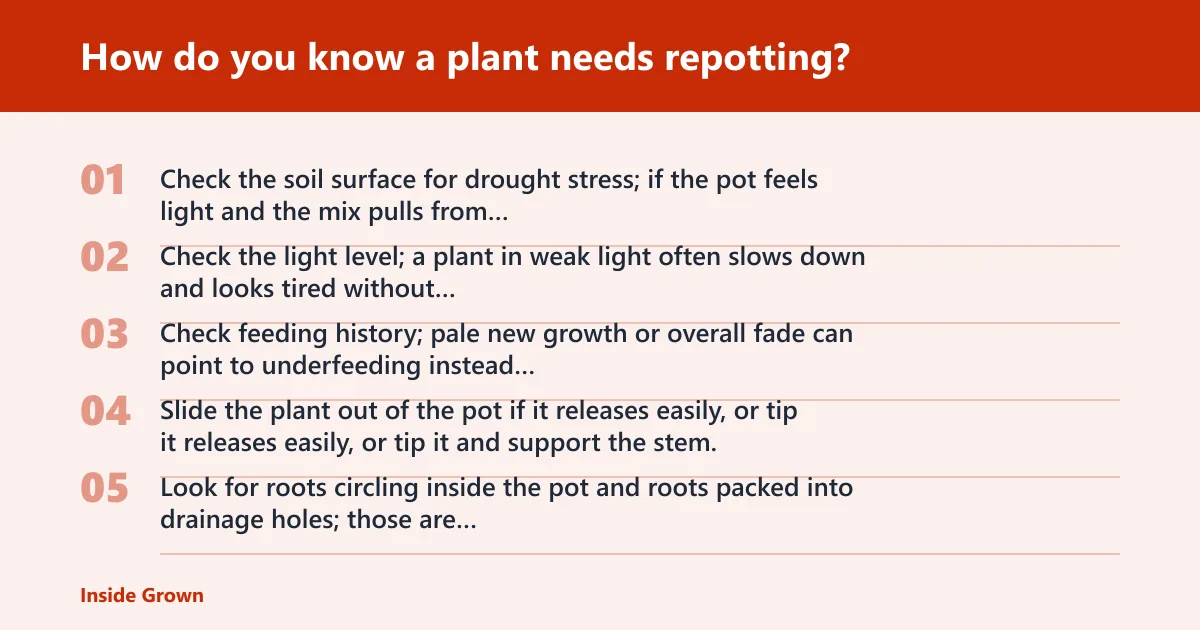 Steps: How do you know a plant needs repotting?