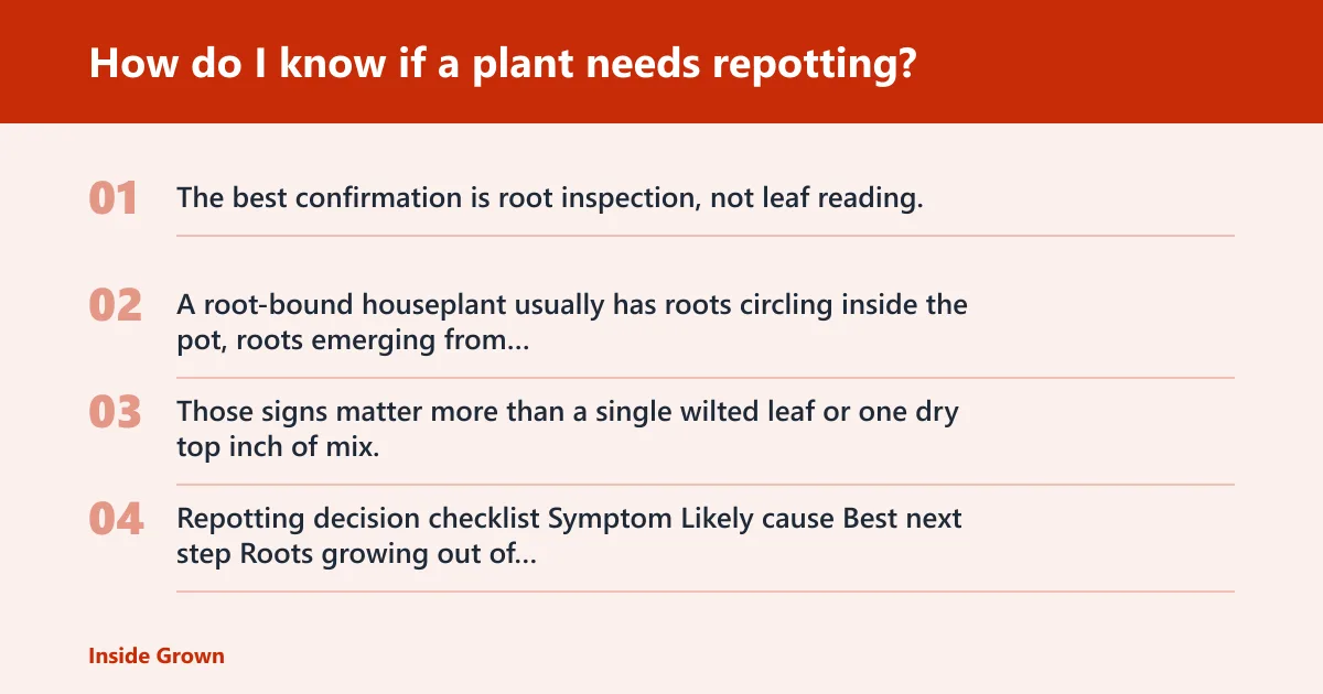 Steps: How do I know if a plant needs repotting?
