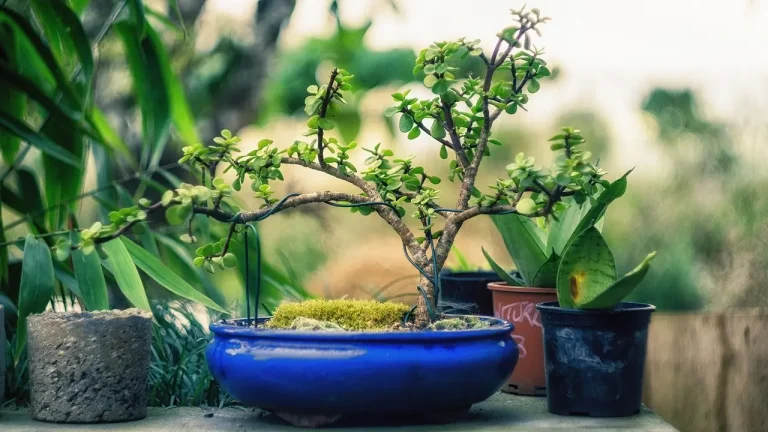 A small bonsai tree in a shallow pot being checked by hand near a window.