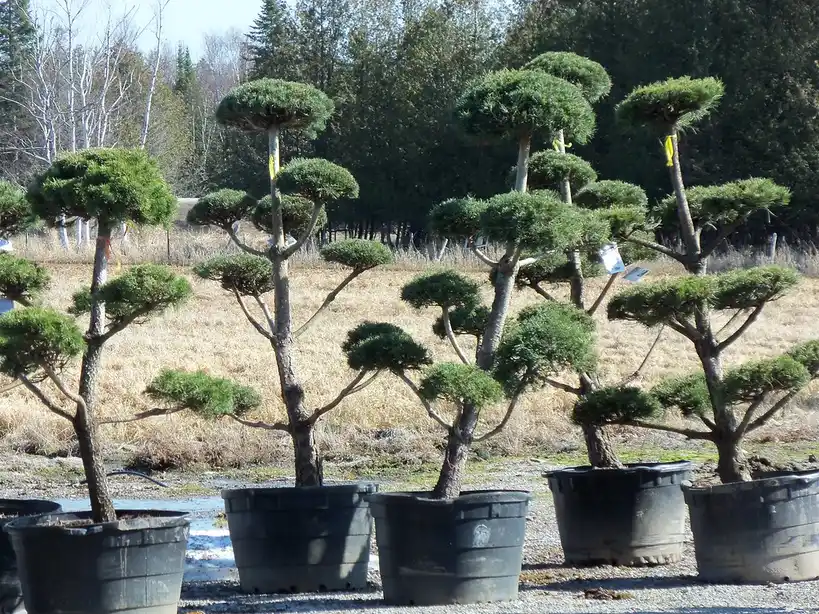 A close-up of a finger testing bonsai soil moisture in a shallow pot.