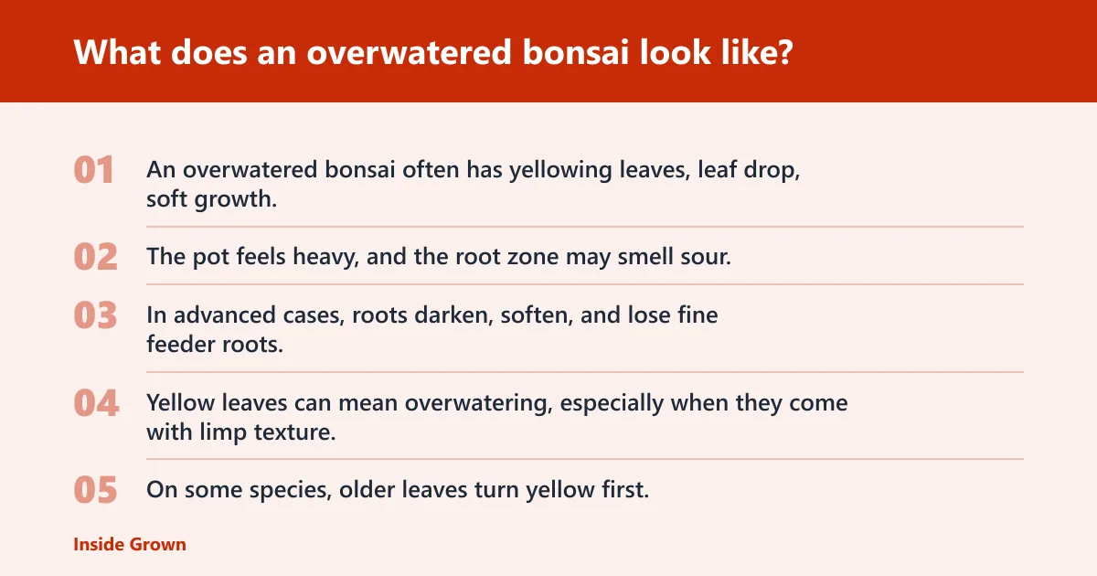 Steps: What does an overwatered bonsai look like?
