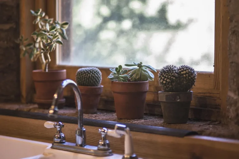A potted houseplant by a sunny window with bleached leaves and brown scorch marks.