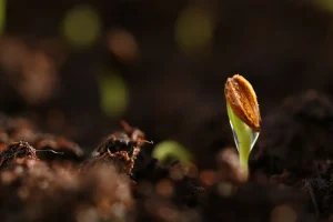 How to Test Seed Germination at Home Before Sowing