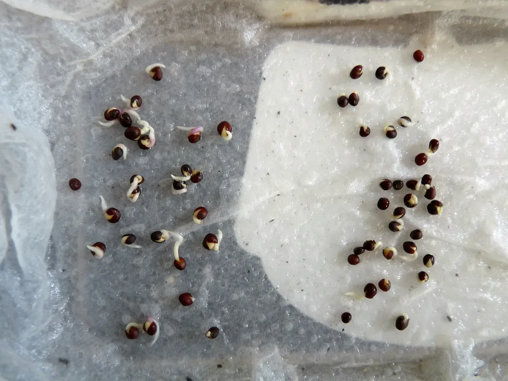 Close-up of seeds on a damp paper towel with tiny roots emerging during a germination test.