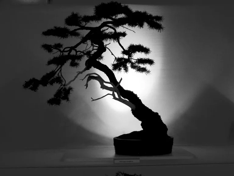 A bonsai grower repotting a young pine into a larger training pot with tools on a sunlit bench
