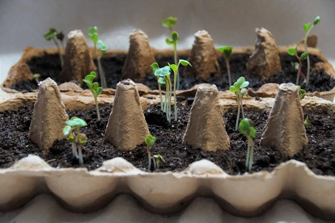 Should you grow it in the ground, a box, or a pot?