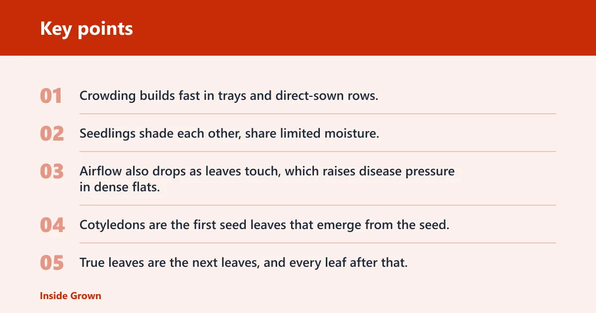 Key points: What thinning seedlings means