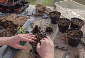 How to Transplant Seedlings Without Shocking Roots