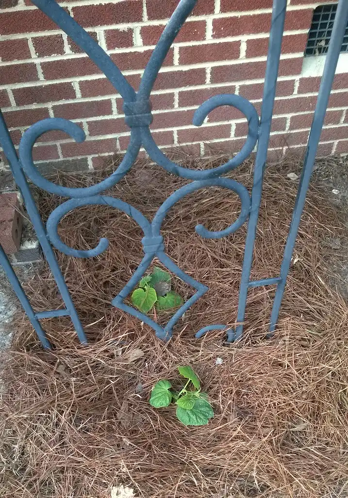Hands hold a seedling root ball above a planting hole with moist soil.