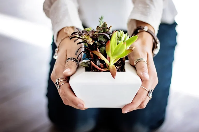 Houseplants on a windowsill with a gardener inspecting white mealybugs on stems