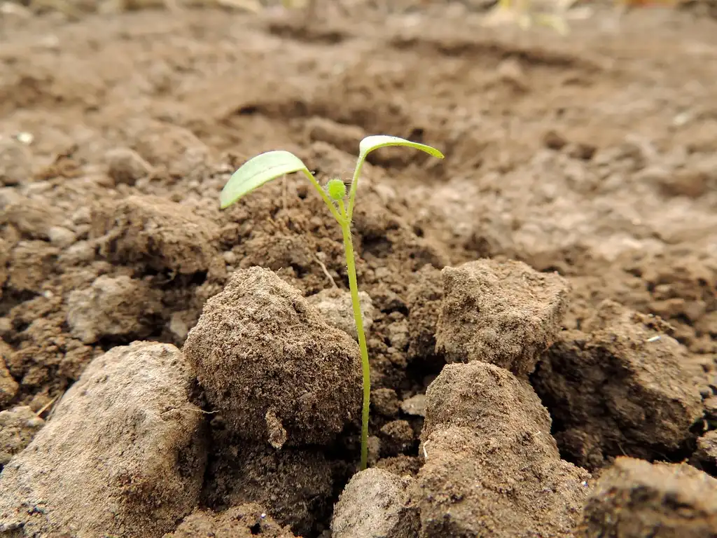 Do you need grow lights to start seeds indoors?