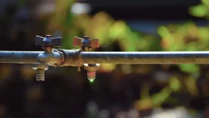 How to Water Botanical Garden Plants Efficiently