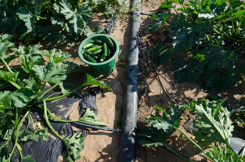 Hand checks a drip emitter on greenhouse pots with water droplets on the soil.