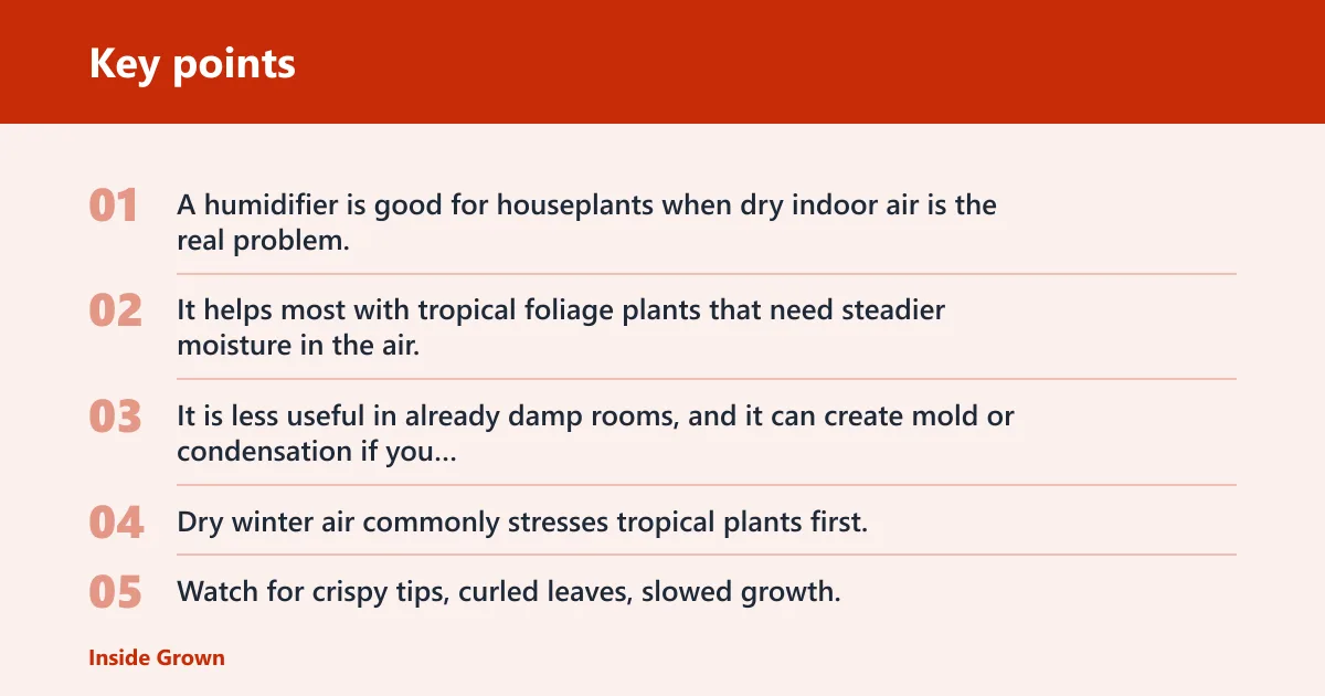 Key points: Is a humidifier good for houseplants?