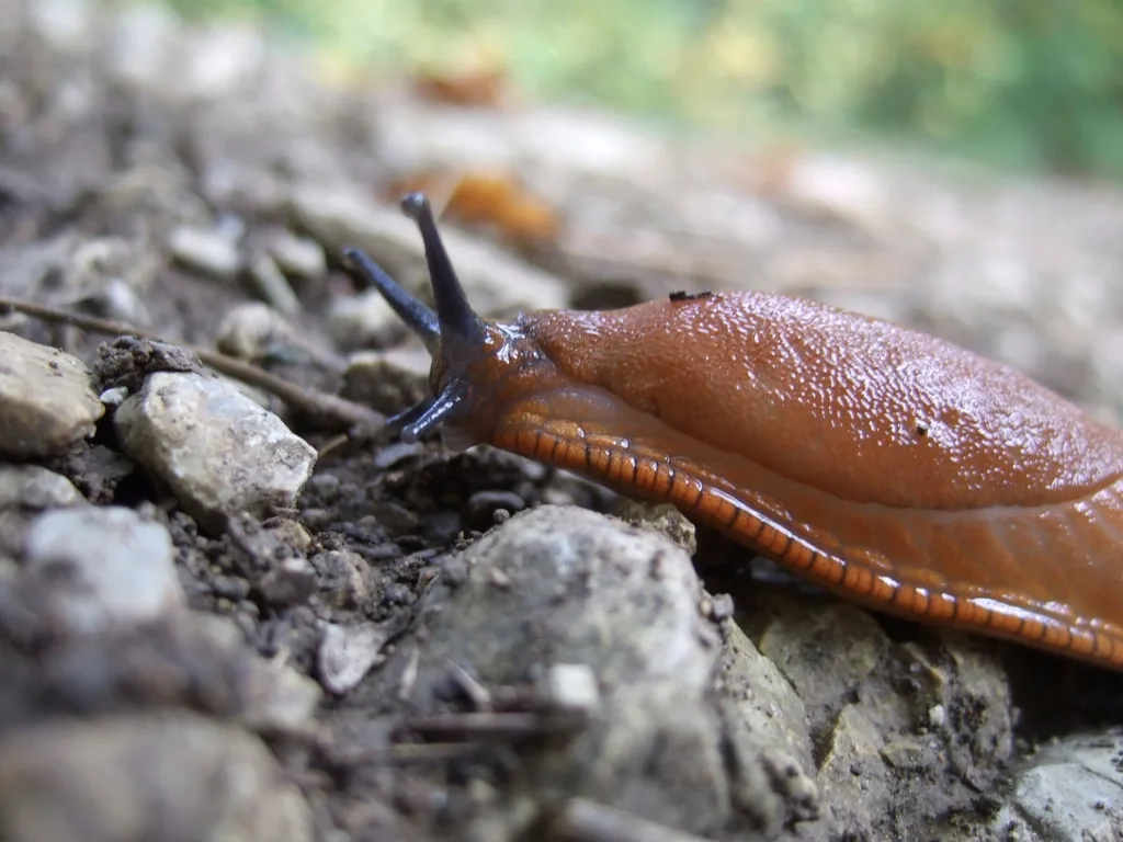 Close-up of iron phosphate pellets in a gloved hand beside a slug on garden soil