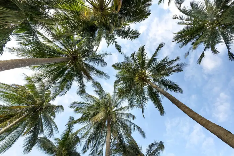 What coconut coir is, and why gardeners use it