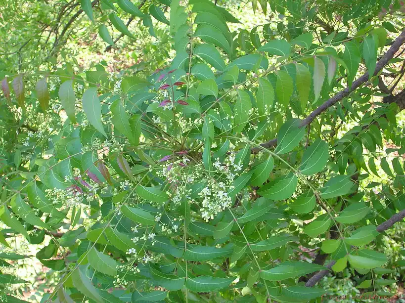 Neem oil concentrate being mixed into a hand sprayer beside leafy garden plants