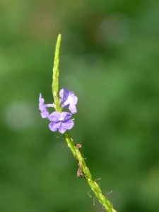 Is Perlite Dust Harmful to Plants or Gardeners Today?