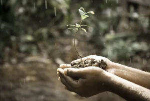 Is Perlite Safe for Vegetable Gardens? Uses, Risks, Tips