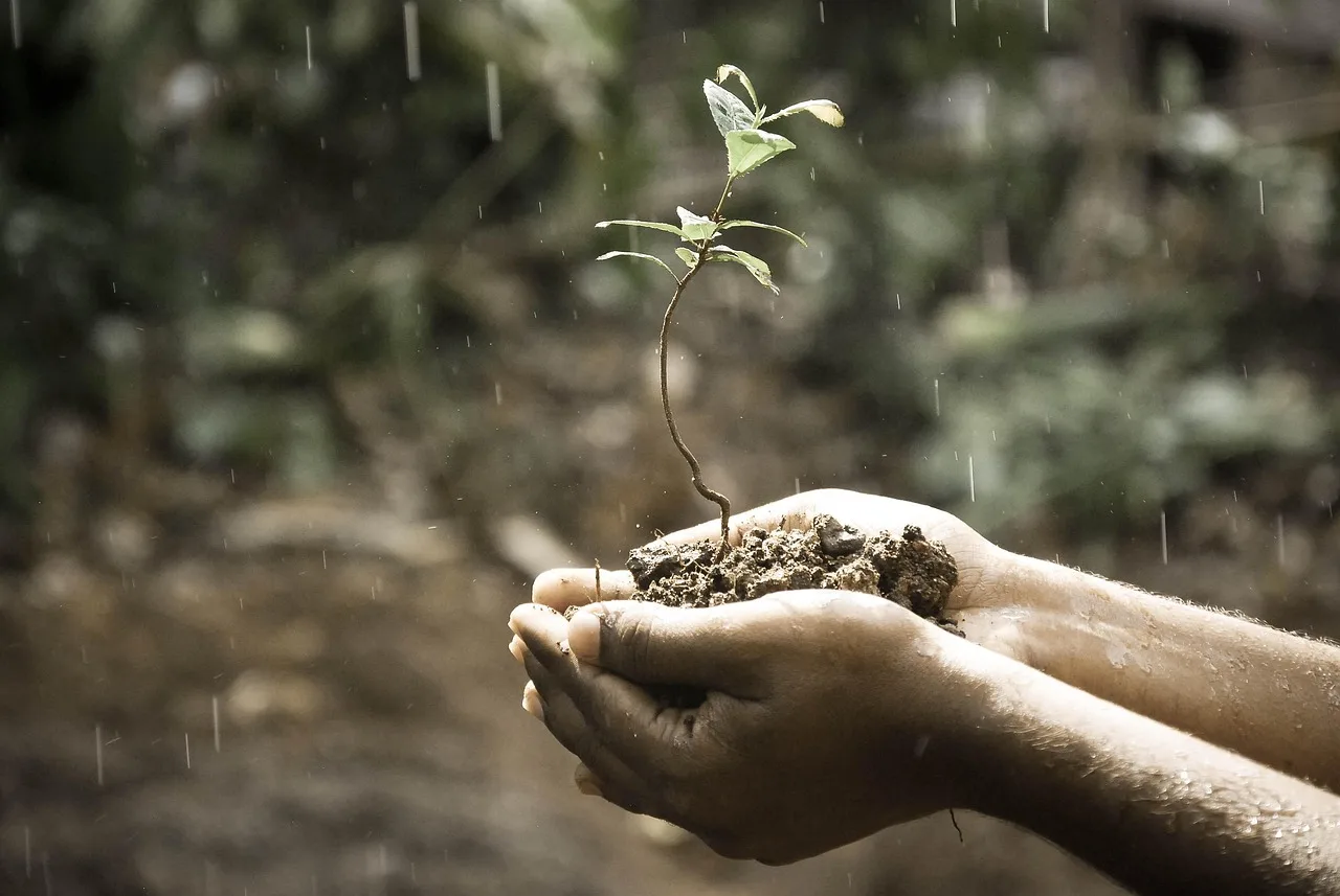 Gardener mixing perlite into soil in a vegetable garden beside tomato and lettuce seedlings